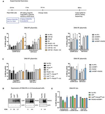 Global and Local Manipulation of DNA Repair Mechanisms to Alter Site-Specific Gene Editing Outcomes in Hematopoietic Stem Cells